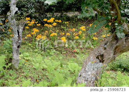 リコリス リコリス 25906723