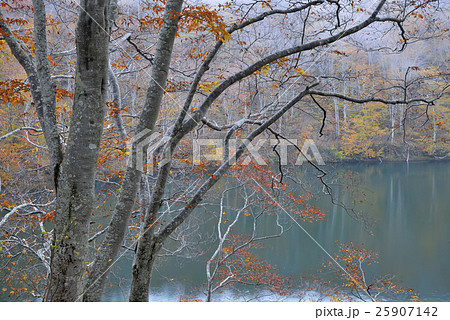 晩秋の茶屋池 25907142