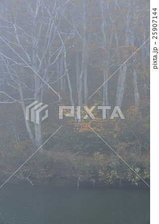 晩秋の茶屋池 25907144