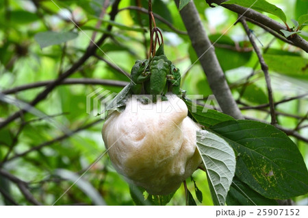 モリアオガエルの産卵 25907152