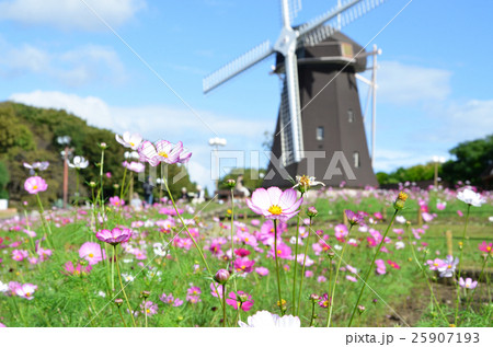 コスモス畑の風景 コスモス畑の風景 25907193