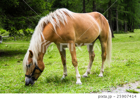 Haflinger horse Haflinger horse 25907414