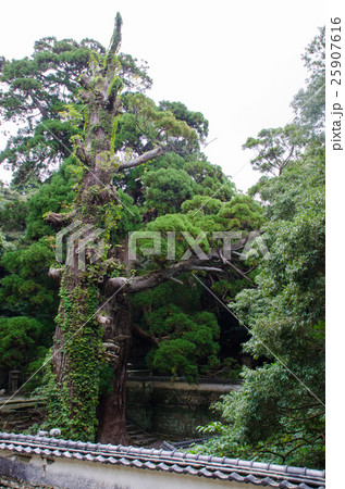 万松院の大スギ 25907616