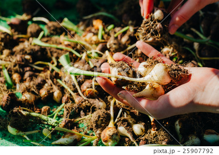 many young tulip onions lie in the hands close-up 25907792