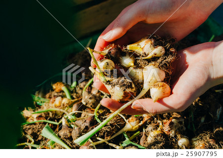 many young tulip onions lie in the hands close-up 25907795