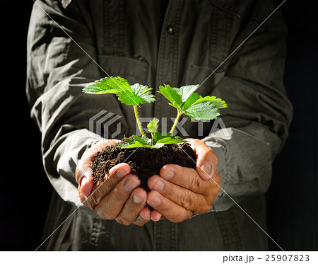 Farmer's hands holding a green young plant 25907823
