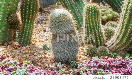 cactus in garden cactus in garden 25908472