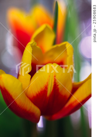 bouquet of fresh tulips close-up macro shot bouquet of fresh tulips close-up macro shot 25908683