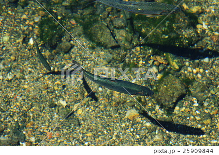 澄んだ水　清水　魚 25909844