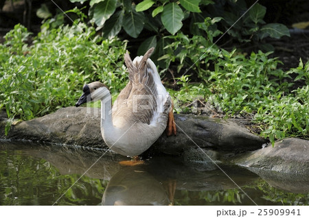 ギース 鵞鳥 ガチョウ 25909941