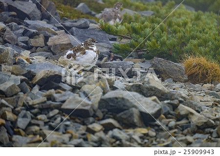 ライチョウ (1) 25909943