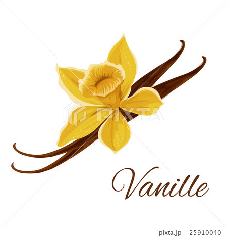 Vanille pod with flower isolated icon 25910040
