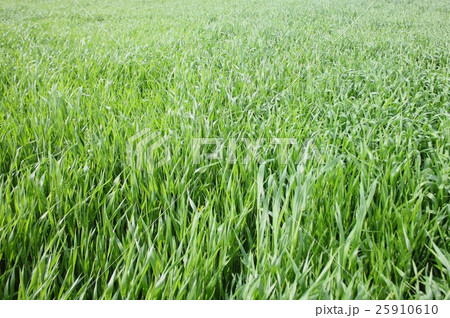 緑色に美しく芽吹いた稲に覆われた水田 緑色に美しく芽吹いた稲に覆われた水田 25910610