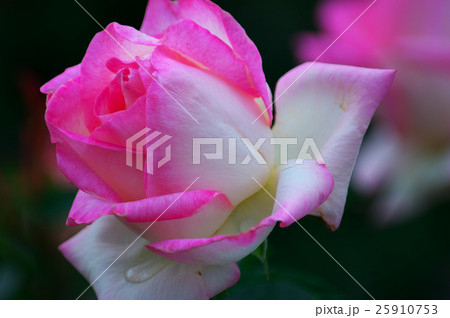 秋の薔薇　ピンクと白のツートンカラー　和泉リサイクル環境公園にて 25910753