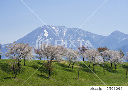 飯山市千曲川桜提の桜並木と高社山 25910944