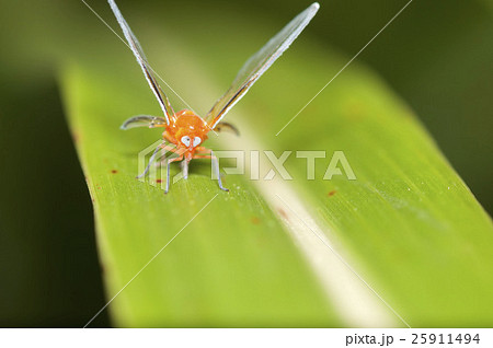 アカハネナガウンカ アカハネナガウンカ 25911494