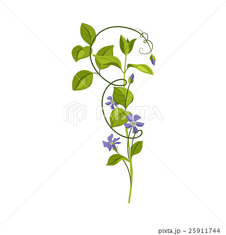 Bindweed Wild Flower Hand Drawn Detailed 25911744