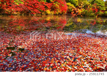 水辺の紅葉 25911745