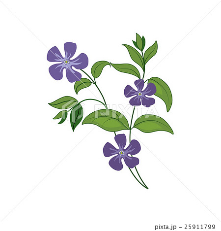 Periwinkle Wild Flower Hand Drawn Detailed 25911799
