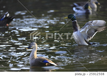 マガモ マガモ 25912508