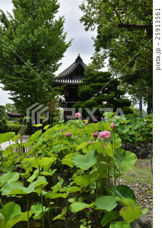 大谷本廟 大賀蓮 大谷本廟 大賀蓮 25913561
