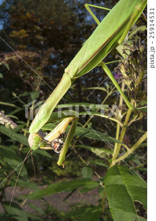 カマキリ カマキリ 25914531