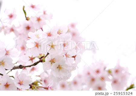 桜 25915324