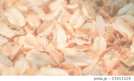 Fade dry flower bright light background 25915329