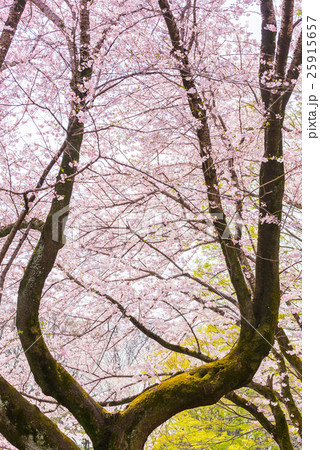 満開の桜 春 (千葉県千葉市中央区千葉公園) 満開の桜 春 (千葉県千葉市中央区千葉公園) 25915657