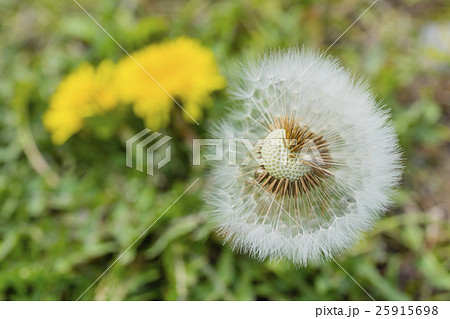 たんぽぽの綿毛と花の写真素材