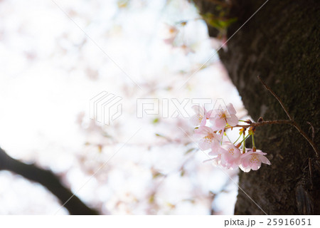 ひっそりと咲く桜 春 背景素材 ひっそりと咲く桜 春 背景素材 25916051