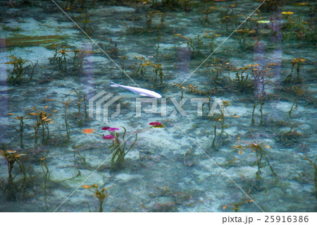 モネの池 25916386