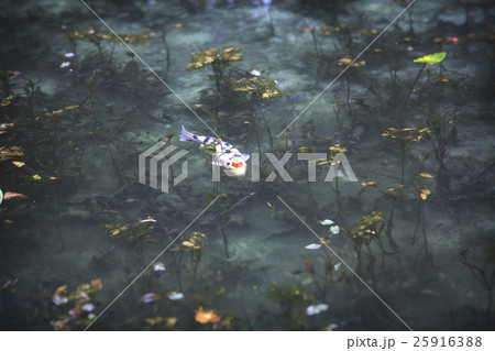 モネの池 モネの池 25916388