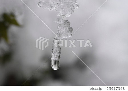 雪解けの庭木のつらら 雪解けの庭木のつらら 25917348