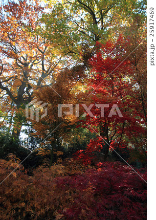 color autumn forest color autumn forest 25917469