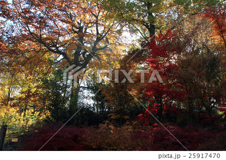 color autumn forest 25917470