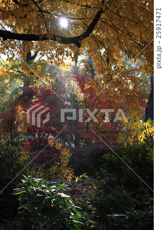 color autumn forest color autumn forest 25917471