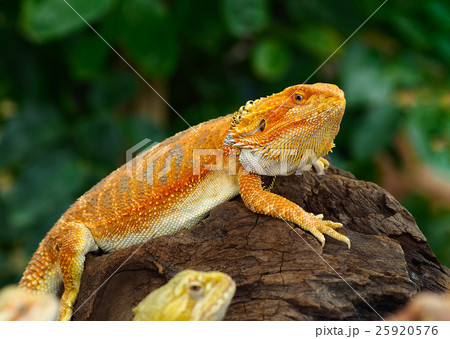 Red Bearded Dragons 25920576