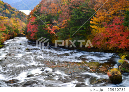 中禅寺湖に流れ込む竜頭ノ滝、秋、紅葉 25920785