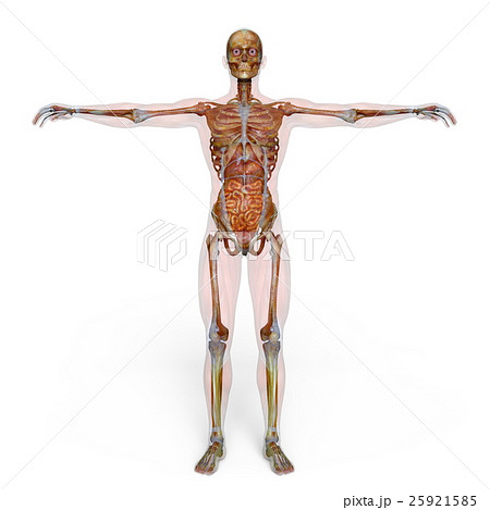 男性人体模型 男性人体模型 25921585
