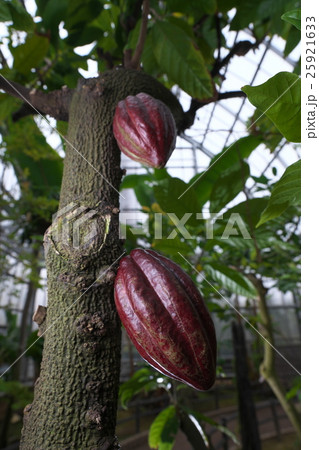 カカオ カカオ 25921633