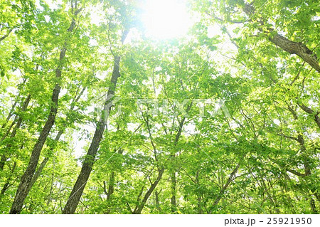 初夏の新緑の森からの写真素材