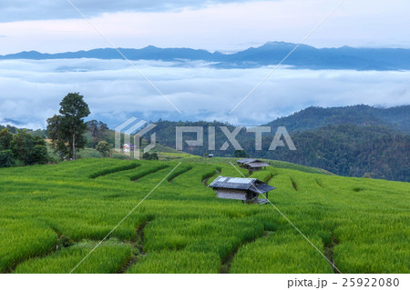 Green Terraced Rice Field in Pa Pong Pieng Green Terraced Rice Field in Pa Pong Pieng 25922080