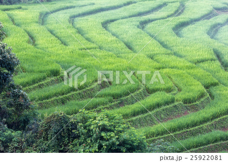 Green Terraced Rice Field in Pa Pong Pieng 25922081