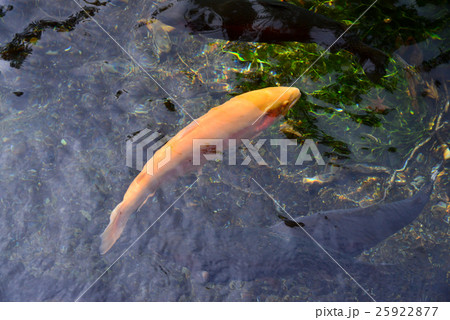 淡水魚、ニジマスの仲間 25922877