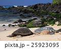 ラニアケアビーチのウミガメ 25923095