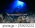 ネムリブカ 25923222