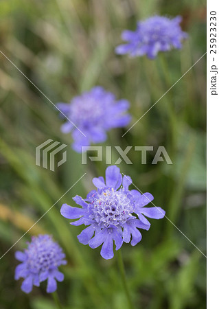 ソナレマツムシソウ 25923230