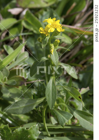 ハマアキノキリンソウ 25923232