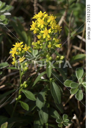 ハマアキノキリンソウ 25923235